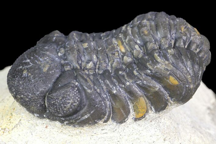 Bargain, Austerops Trilobite - Visible Eye Facets #162331